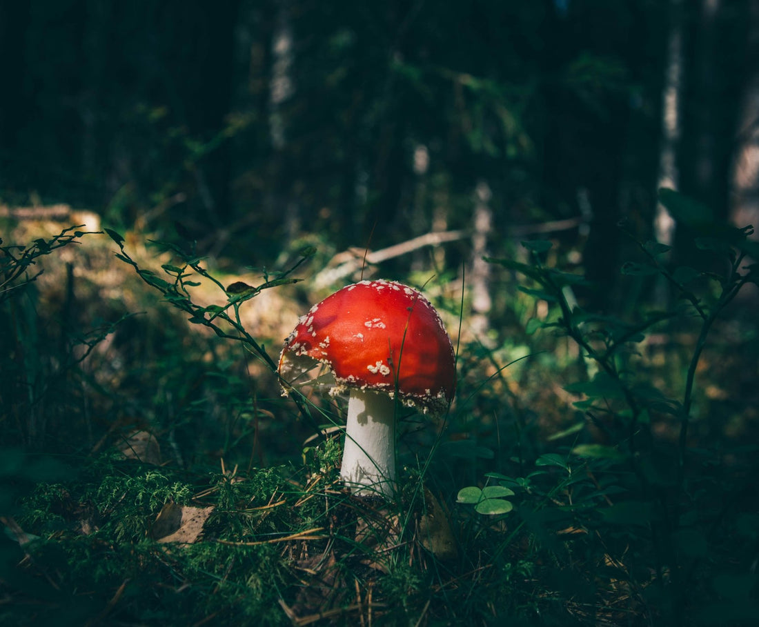 Les bienfaits des champignons médicinaux